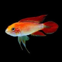 Apistogramma aggassizi fire red6